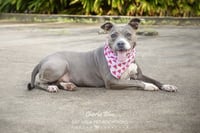 Charlie Blue - Photo 3