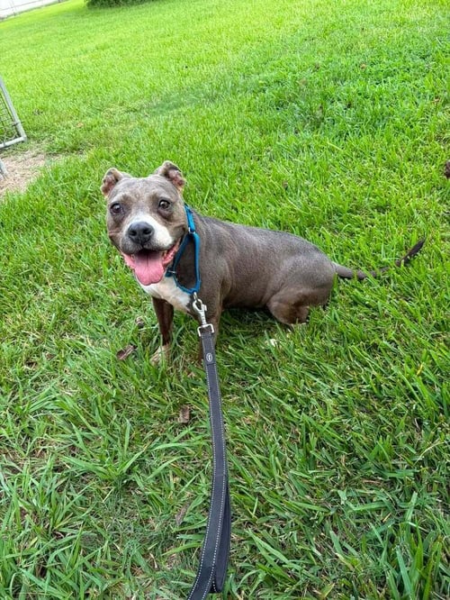 CHARLIE BLUE - Pit Bull Terrier available for adoption