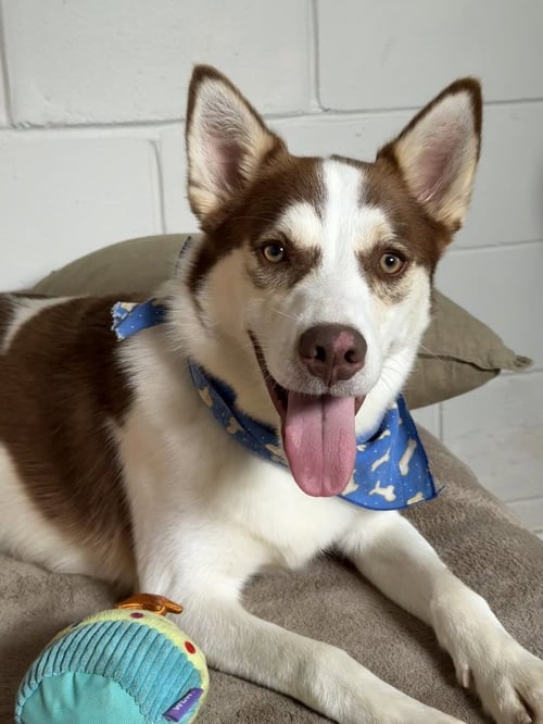 MOJO - Husky available for adoption