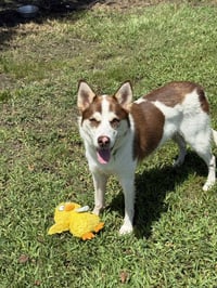 Mojo - Photo 2