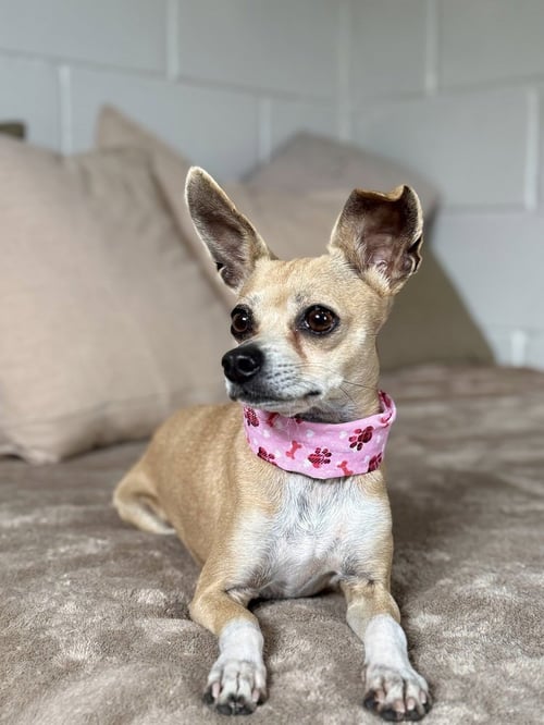 RIBBLET - Terrier for adoption in League City
