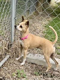 Ribblet - Photo 4