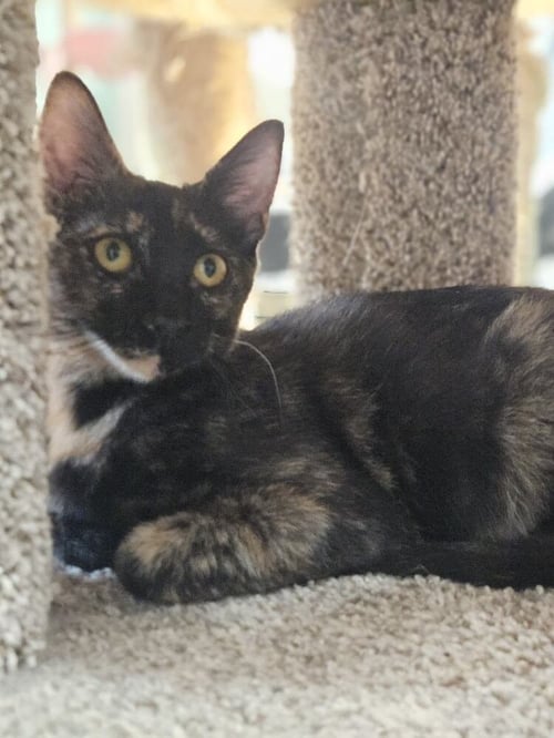 MAI TAI - Domestic Short Hair available for adoption