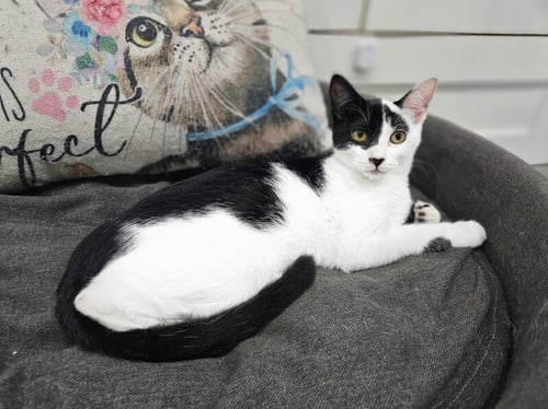 GALE - Domestic Short Hair available for adoption