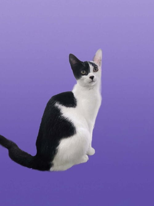 GALE - Domestic Short Hair available for adoption
