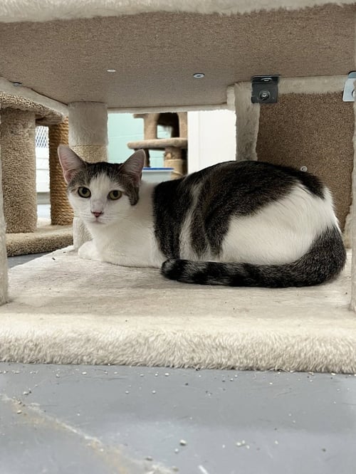 SARABI - Domestic Short Hair available for adoption