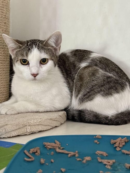 SARABI - Domestic Short Hair available for adoption