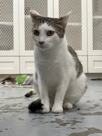 Sarabi - Photo 3