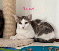 Sarabi - Photo 2