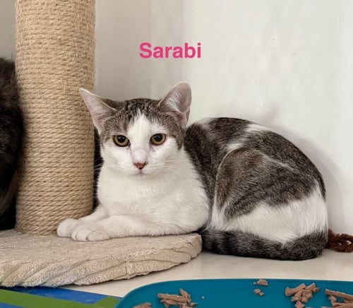 SARABI - Domestic Short Hair available for adoption