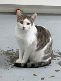 Sarabi - Photo 1