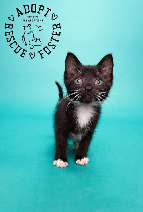 GRAY - Domestic Medium Hair available for adoption