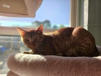 Chip - Photo 4