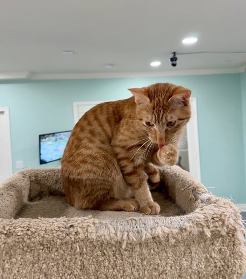 CHIP - Domestic Short Hair available for adoption