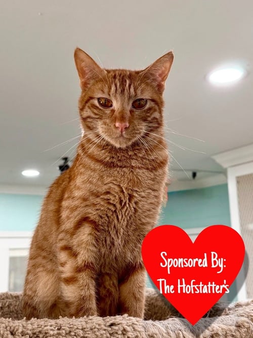 CHIP - Domestic Short Hair available for adoption