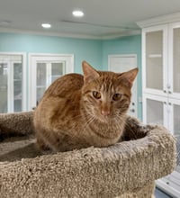 Chip - Photo 3