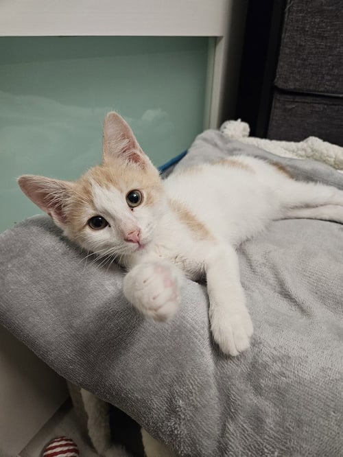 ZEUS - Domestic Short Hair available for adoption