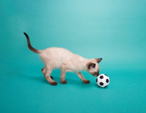 NATSU - Domestic Short Hair available for adoption