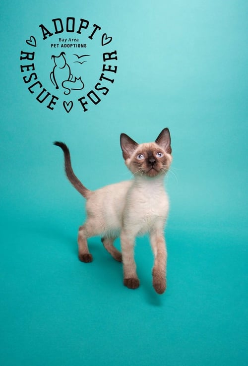 NATSU - Domestic Short Hair available for adoption