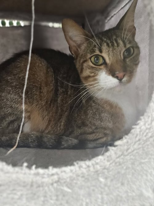 POOH BEAR - Domestic Short Hair available for adoption