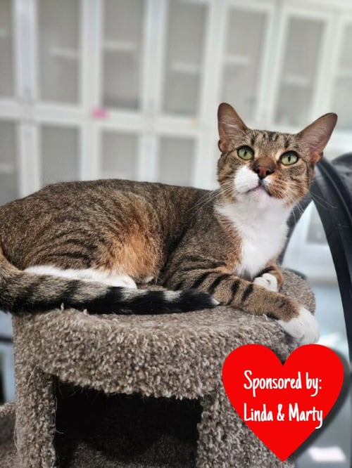POOH BEAR - Domestic Short Hair available for adoption
