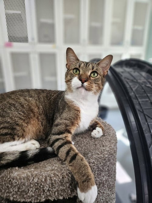 POOH BEAR - Domestic Short Hair available for adoption