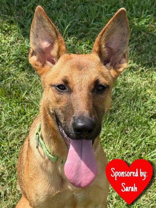 AINSLEY - German Shepherd Dog available for adoption