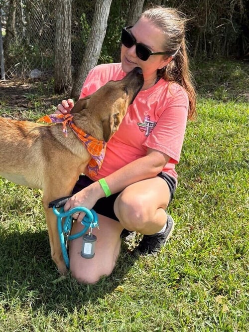 AINSLEY - German Shepherd Dog available for adoption