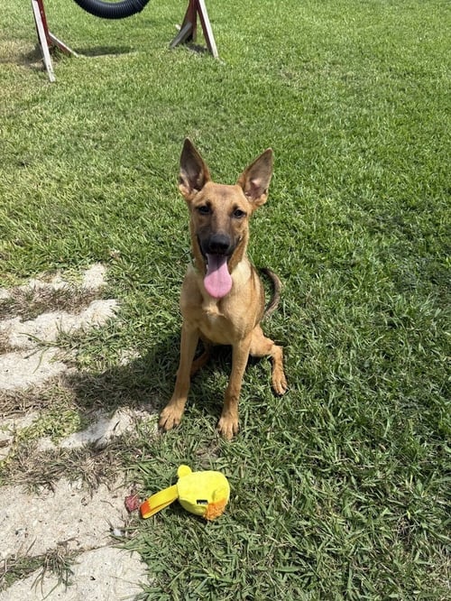AINSLEY - German Shepherd Dog available for adoption