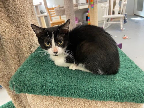CHARLIE - Domestic Short Hair available for adoption