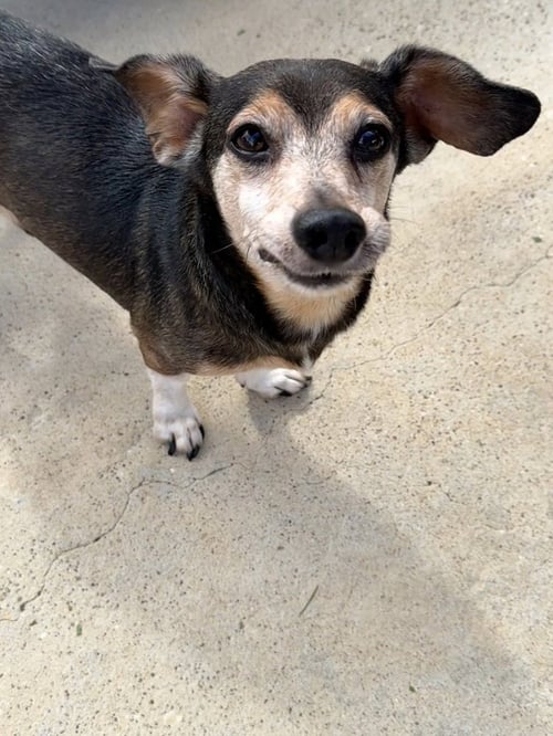 DANNY - Dachshund available for adoption