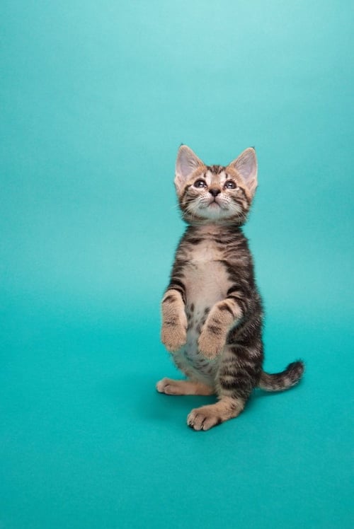 MIRA - Domestic Medium Hair available for adoption