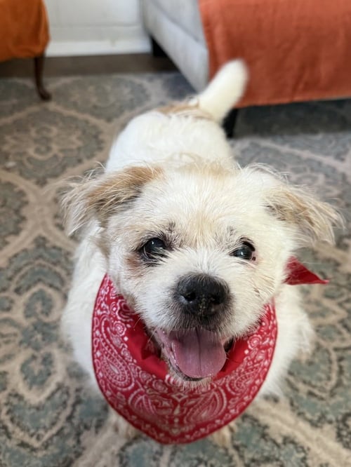 BUDDY BUDDY - Terrier available for adoption