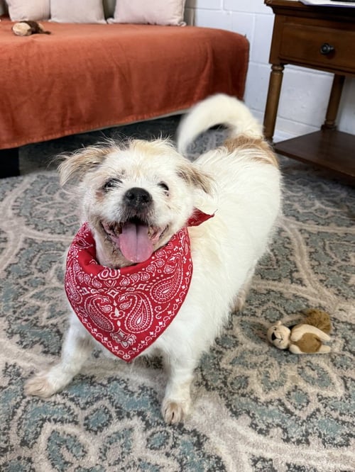 BUDDY BUDDY - Terrier available for adoption
