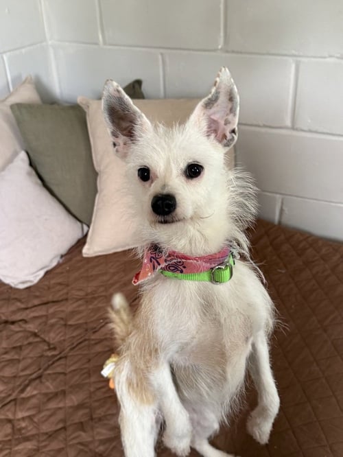 STRAWBERRY - Terrier available for adoption