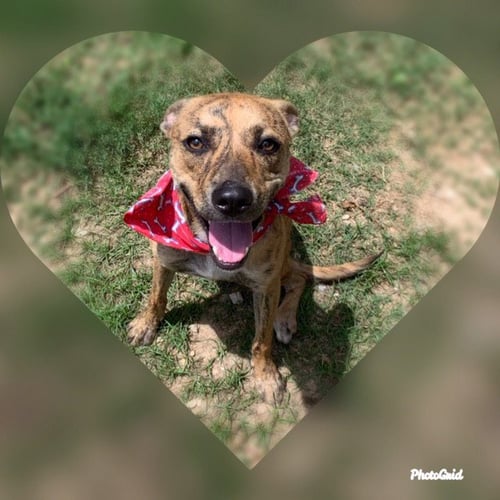BEANIE - Hound available for adoption