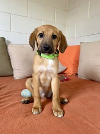 Milo - Photo 3