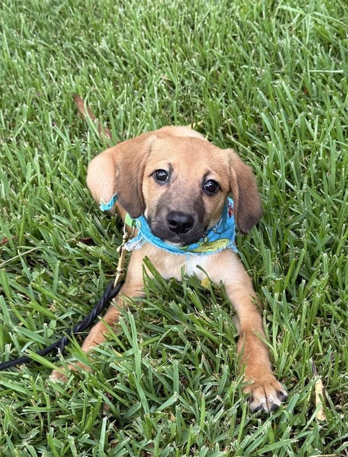 MILO - Terrier available for adoption