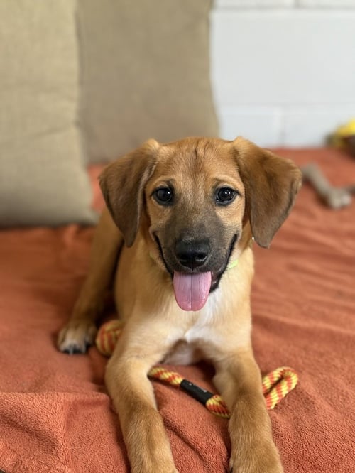MILO - Terrier available for adoption