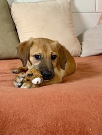 Milo - Photo 4