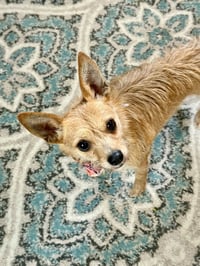 Chloe - Photo 4
