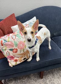 Chipper - Photo 4