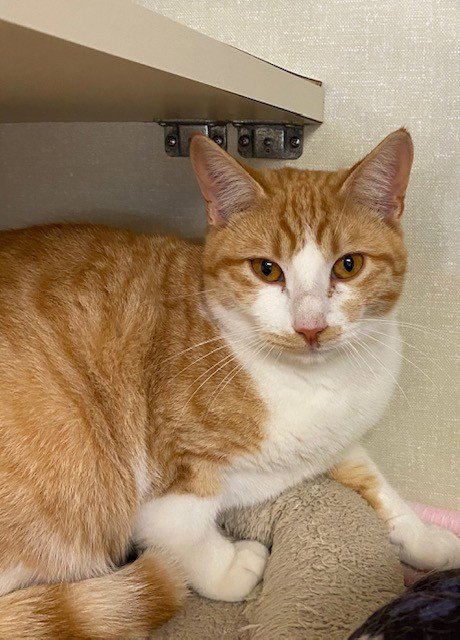 CHEETA - Domestic Short Hair available for adoption