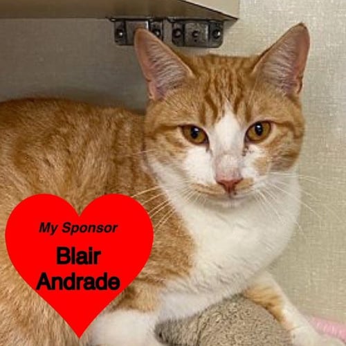 CHEETA - Domestic Short Hair available for adoption