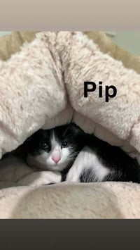 Pippa - Photo 3