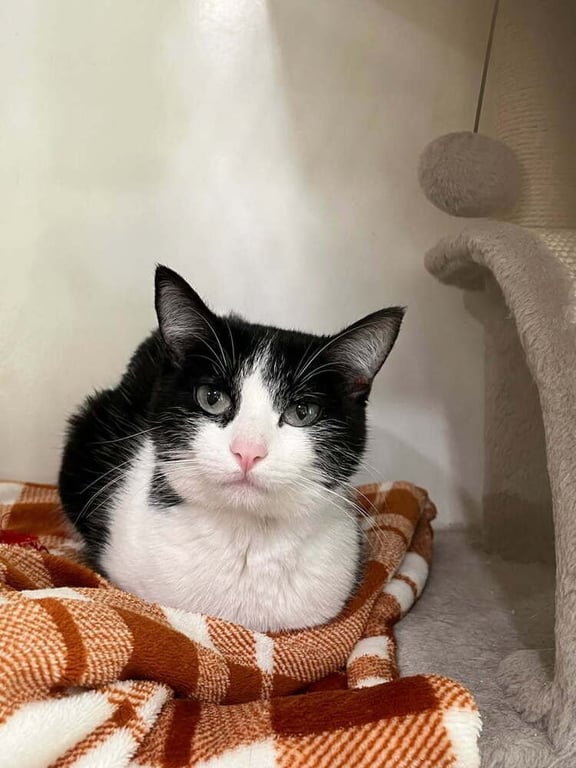 Pippa Image