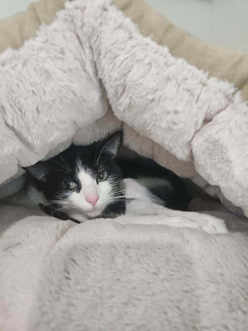 PIPPA - Domestic Short Hair available for adoption