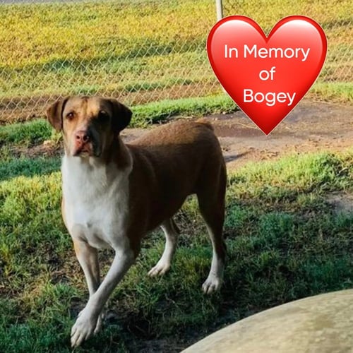 CLOONEY - Terrier / Terrier available for adoption