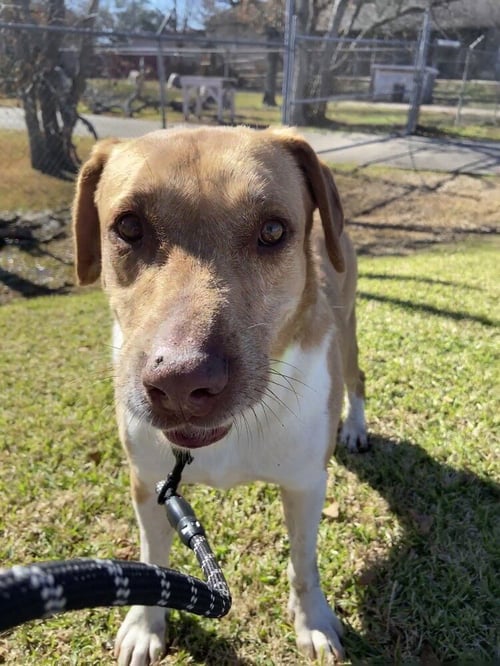 CLOONEY - Terrier / Terrier available for adoption