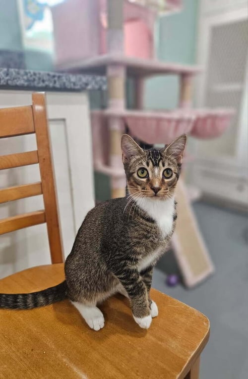 HIGHWAY - Domestic Short Hair available for adoption